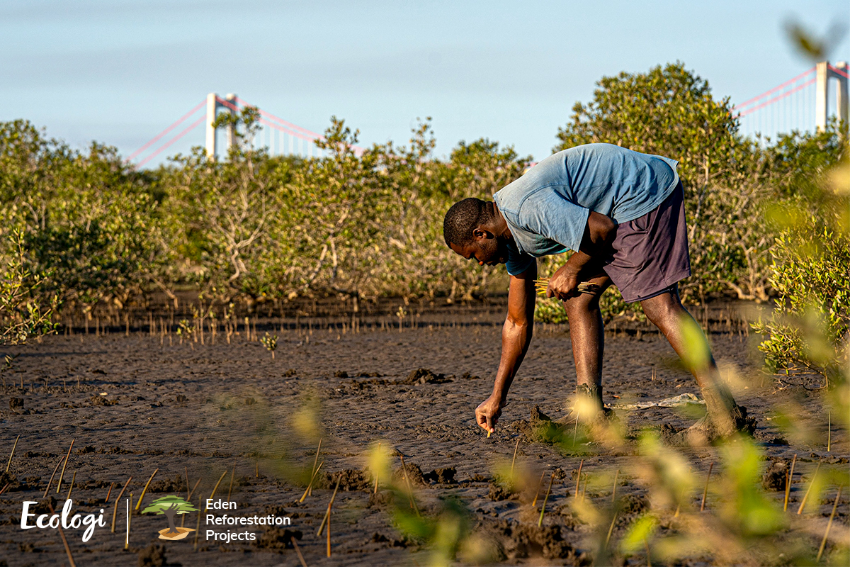 Ecologi reforestation